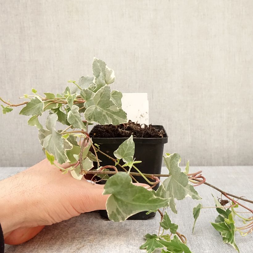 Hedera helix Glacier - Common Ivy 8/9 cm pot sample as delivered in spring
