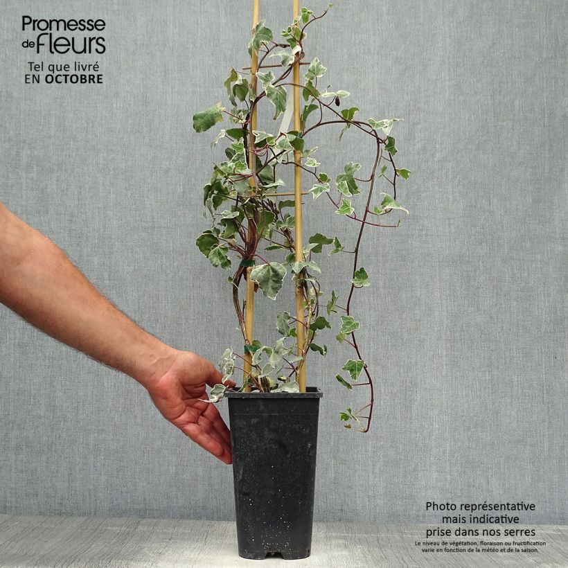Hedera helix Glacier - Common Ivy 2L/3L pot sample as delivered in autumn