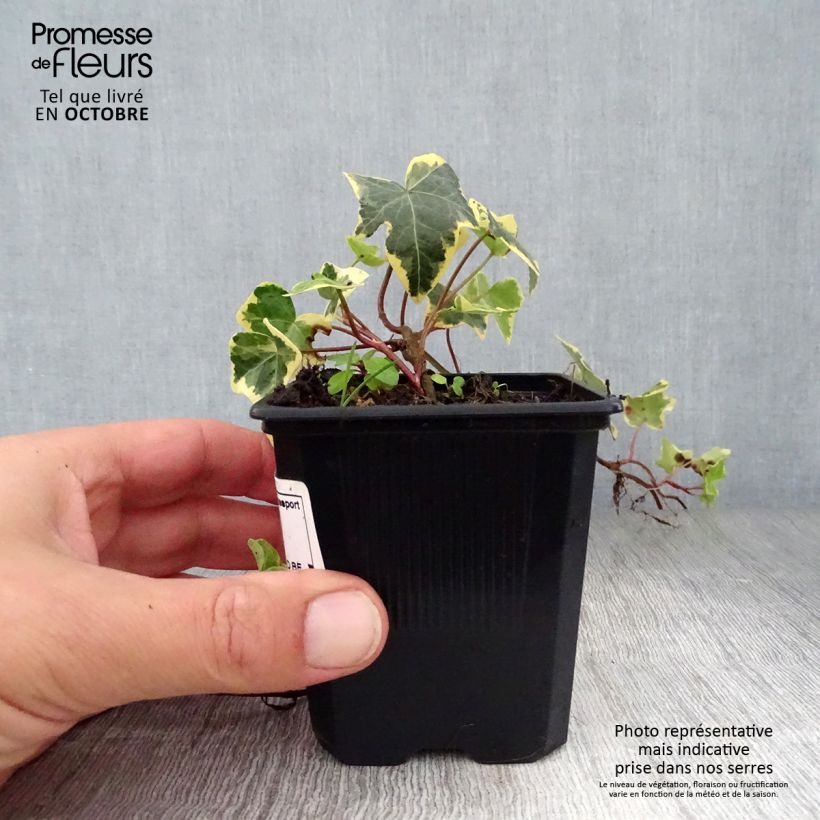 Hedera helix Goldchild - Common Ivy 8/9 cm pot sample as delivered in autumn
