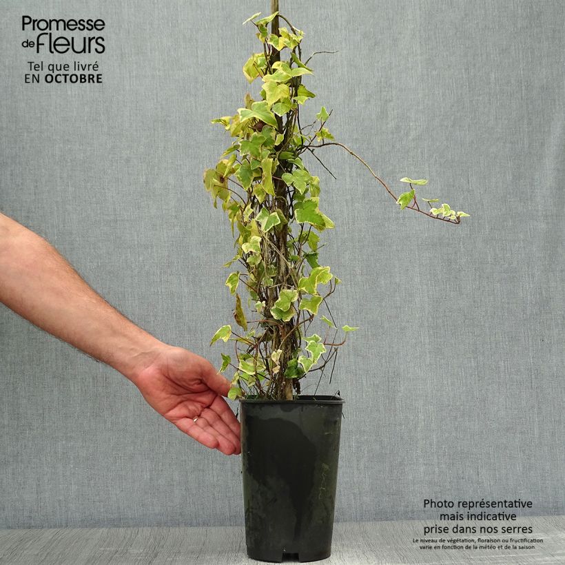 Hedera helix Goldchild - Common Ivy 1.5L/2L pot sample as delivered in autumn