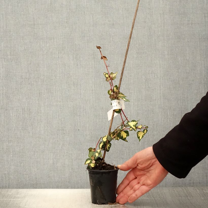 Hedera helix Goldheart - Common Ivy 8/9 cm pot sample as delivered in spring