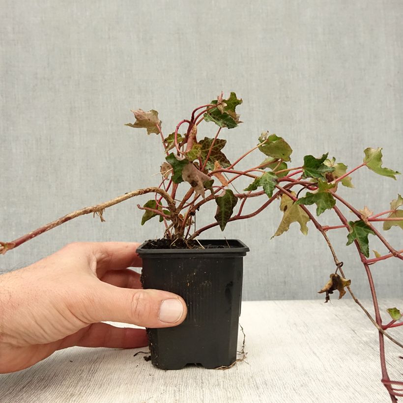 Hedera helix Ivalace - Common Ivy 8/9 cm pot sample as delivered in autumn