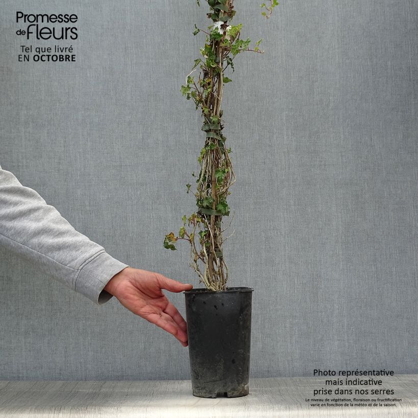 Hedera helix Ivalace - Common Ivy 2L/3L pot sample as delivered in autumn