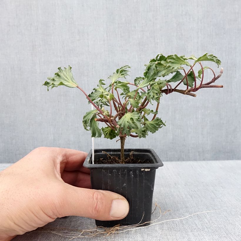 Hedera helix Ivalace Mutation - Common ivy 8/9 cm pot sample as delivered in spring
