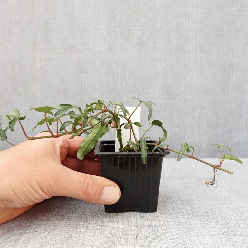 Hedera helix Kappeln - Common ivy 8/9 cm pot sample as delivered in spring