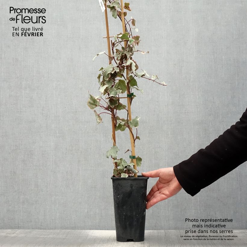 Hedera helix Little diamond - Common Ivy 3L/4L pot sample as delivered in winter