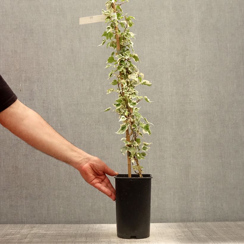 Hedera helix Little diamond - Common Ivy 3L/4L pot sample as delivered in spring