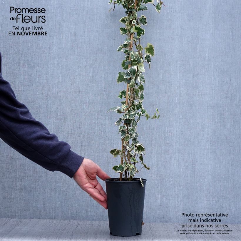 Hedera helix Marginata Elegantissima - Common Ivy 2L/3L pot sample as delivered in autumn