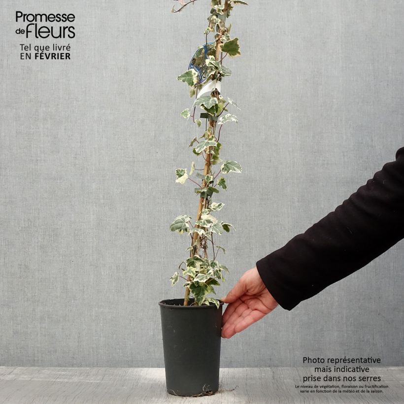 Hedera helix Marginata Elegantissima - Common Ivy 2L/3L pot sample as delivered in winter
