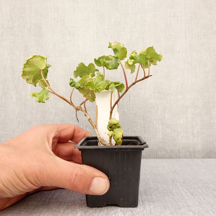 Hedera helix ObelixHedera helix Kappeln - Common ivy 8/9 cm pot sample as delivered in spring