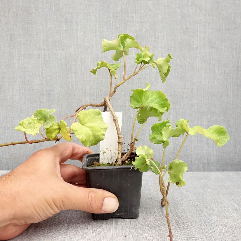 Hedera helix ObelixHedera helix Kappeln - Common ivy 8/9 cm pot sample as delivered in summer
