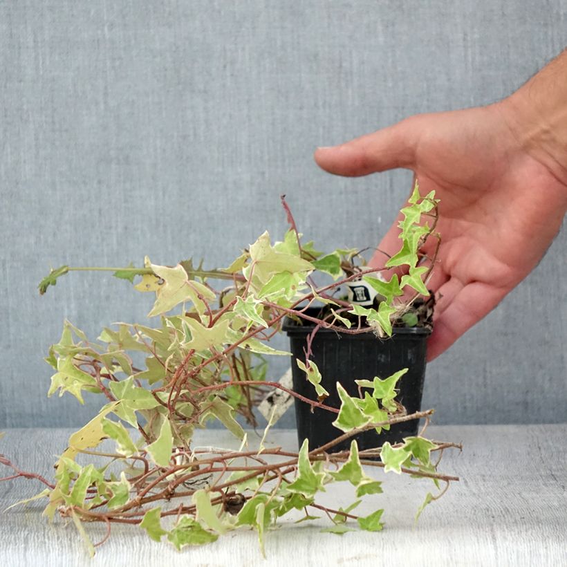 Hedera helix Sagittifolia Variegata - Common Ivy 8/9 cm pot sample as delivered in summer