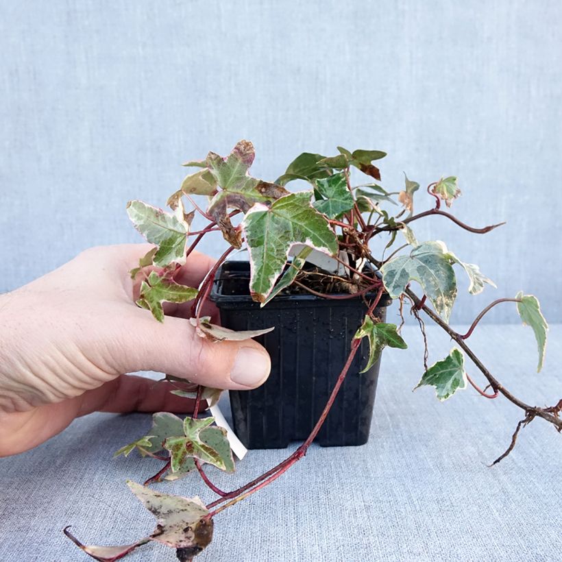 Hedera helix Sagittifolia Variegata - Common Ivy 8/9 cm pot sample as delivered in winter