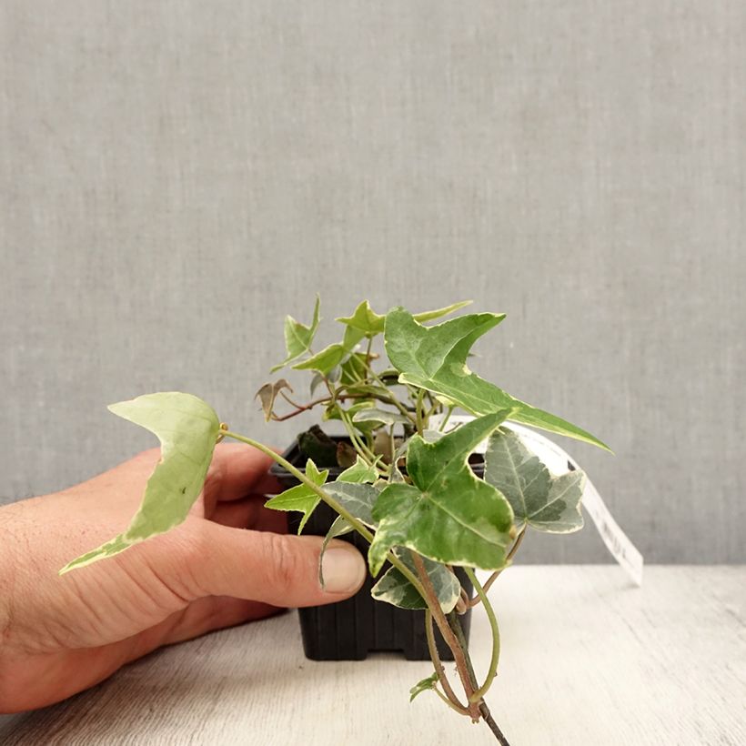 Hedera helix Sagittifolia Variegata - Common Ivy 8/9 cm pot sample as delivered in spring