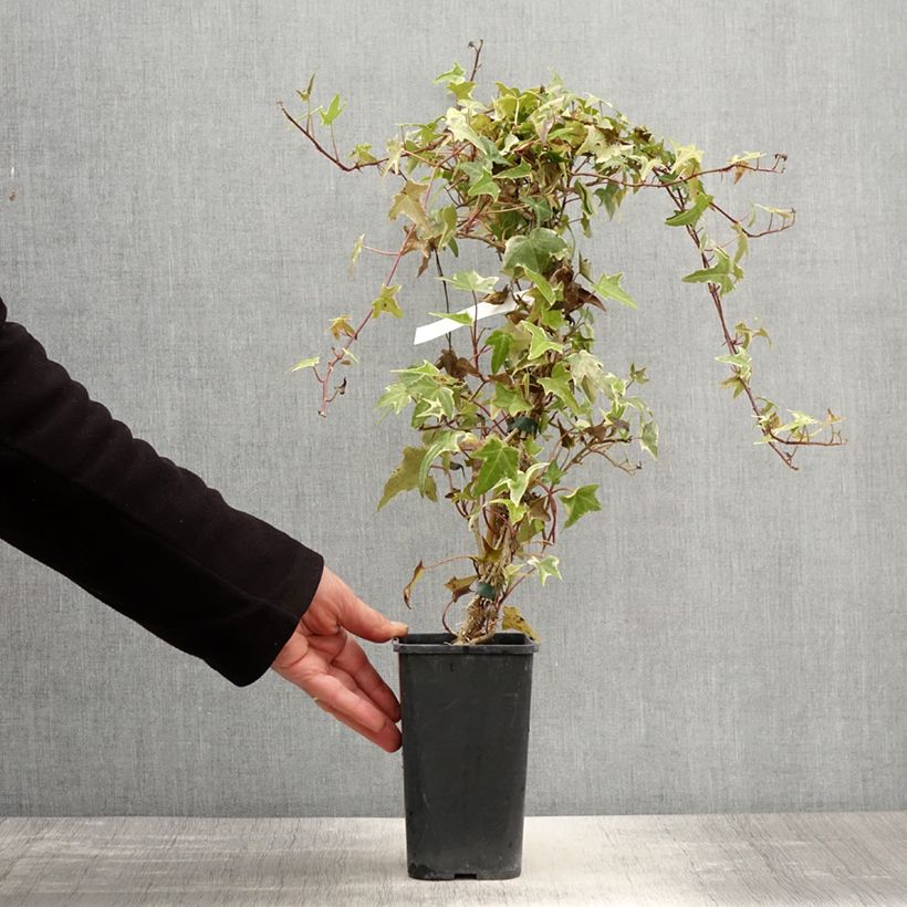 Hedera helix Sagittifolia Variegata - Common Ivy 1.5L/2L pot sample as delivered in spring