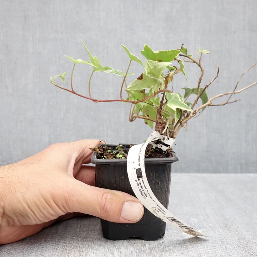 Hedera helix Sagittifolia Variegata - Common Ivy 8/9 cm pot sample as delivered in autumn