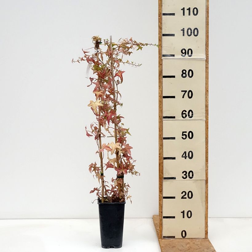 Hedera helix Sagittifolia Variegata - Common Ivy 1.5L/2L pot sample as delivered in autumn