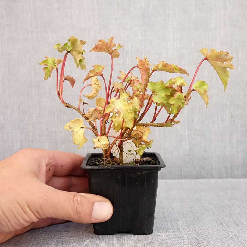 Hedera helix Tango - Hedera helix Kappeln - Common ivy 8/9 cm pot sample as delivered in autumn