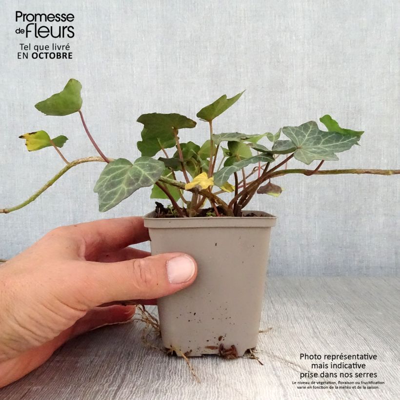 Hedera helix Woerner - Common Ivy 8/9 cm pot sample as delivered in autumn