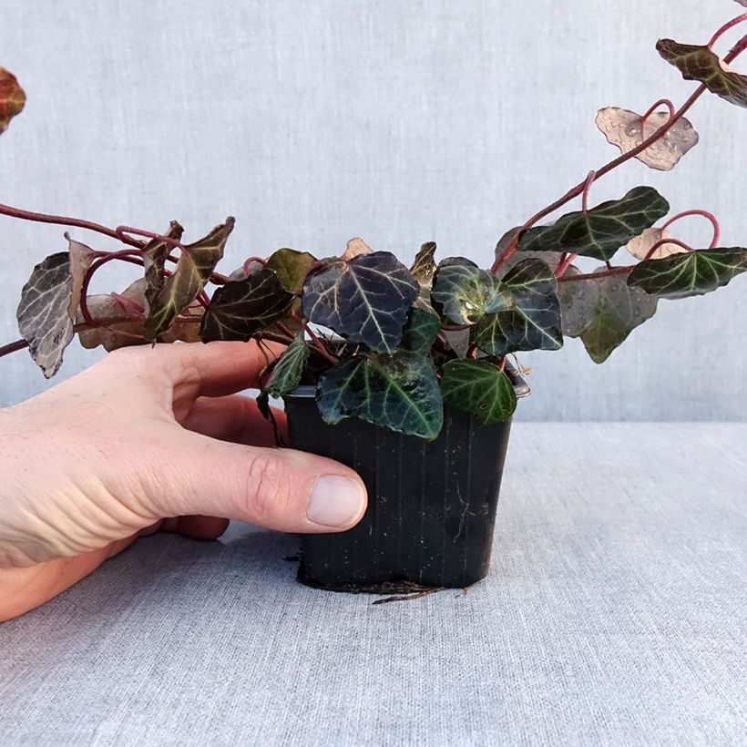 Hedera helix Woerner - Common Ivy 8/9 cm pot sample as delivered in winter