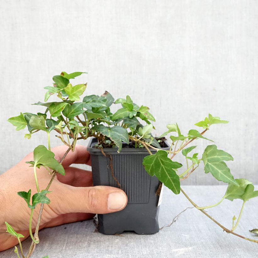 Hedera helix Shamrock - Common Ivy 8/9 cm pot sample as delivered in autumn