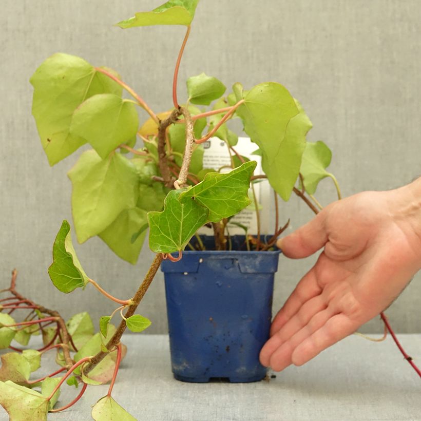 Hedera algeriensis Algerian Bellecour 1L/1.5L pot sample as delivered in autumn