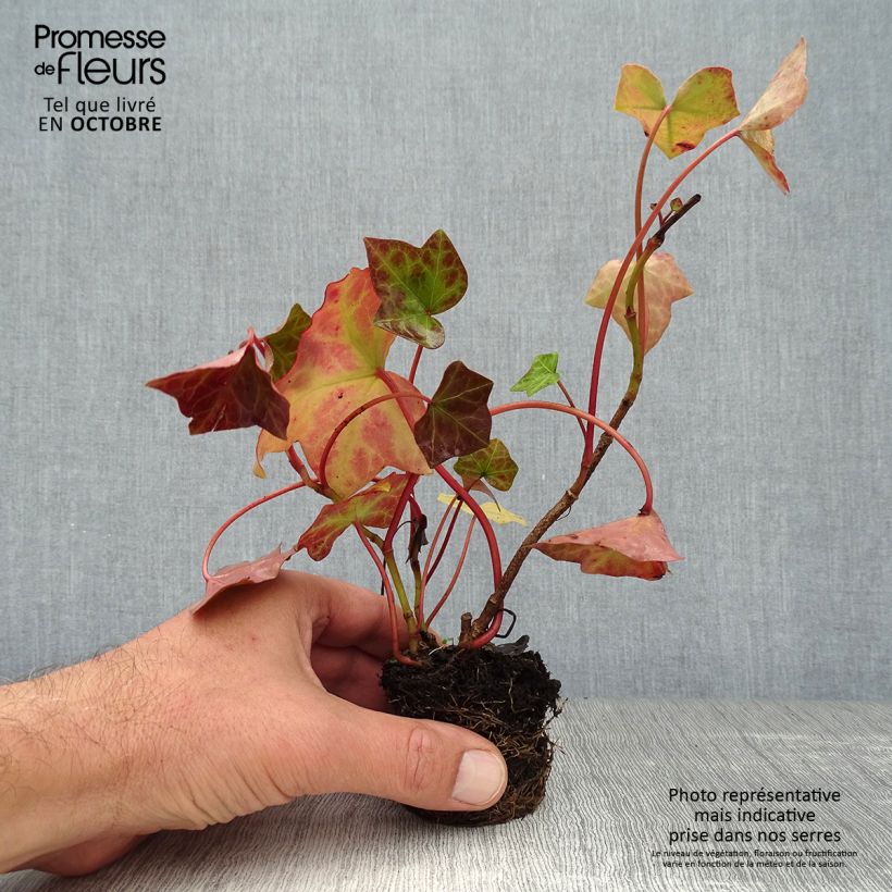 Hedera hibernica - Irish ivy 8/9 cm pot sample as delivered in autumn