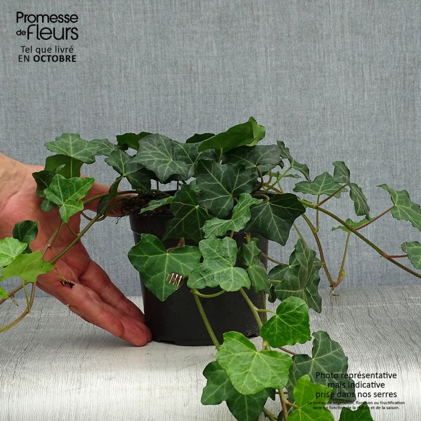 Hedera hibernica - Irish ivy 1L/1.5L pot sample as delivered in autumn