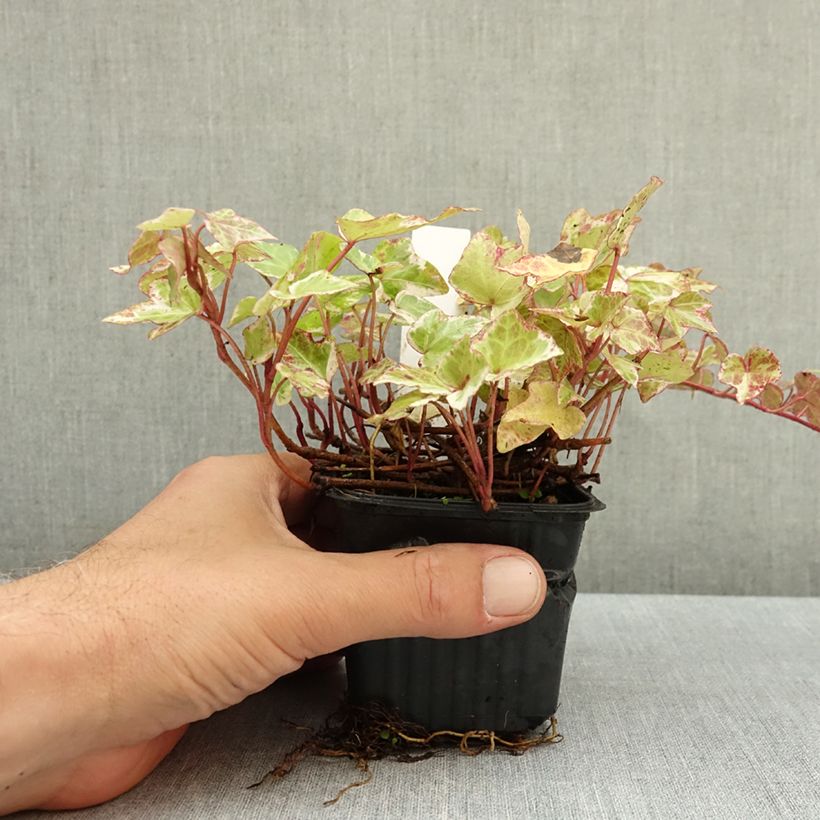Hedera helix Kolibri - Common Ivy 8/9 cm pot sample as delivered in autumn