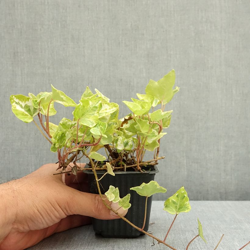 Hedera helix Kolibri - Common Ivy 8/9 cm pot sample as delivered in summer