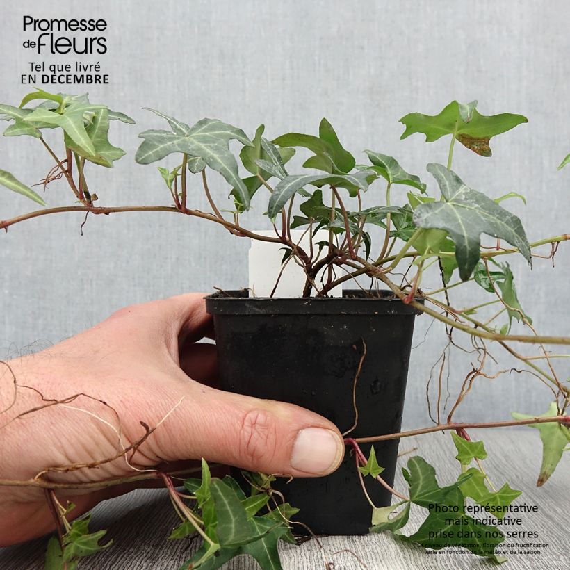 Hedera helix Sagittifolia - Common Ivy 8/9 cm pot sample as delivered in autumn
