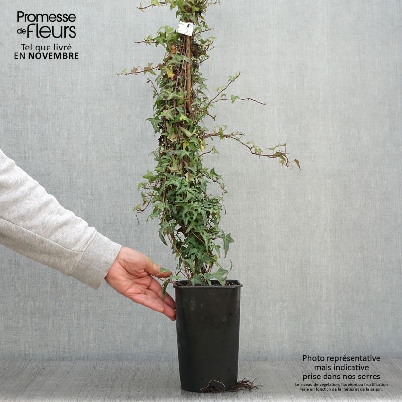 Hedera helix Sagittifolia - Common Ivy 2L/3L pot sample as delivered in autumn