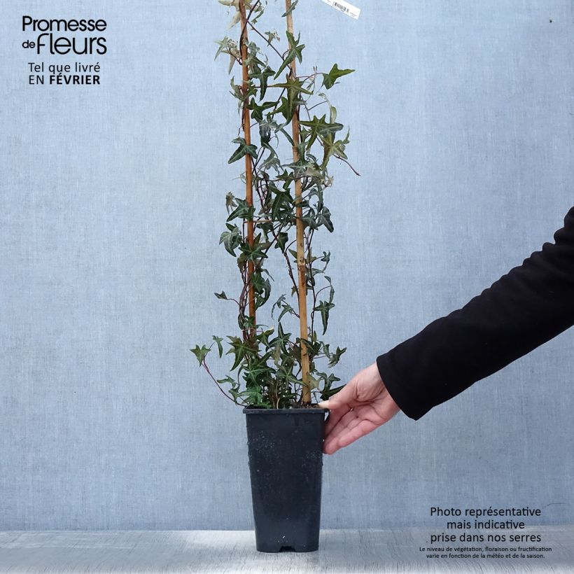 Hedera helix Sagittifolia - Common Ivy 2L/3L pot sample as delivered in winter