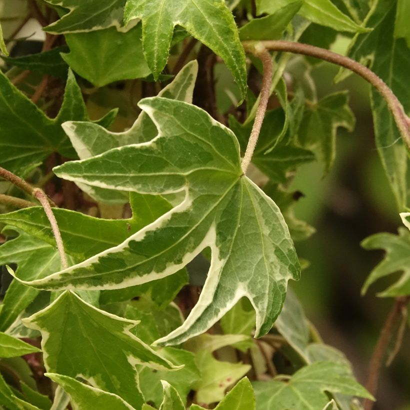 Hedera helix White Ripple - English Ivy (Foliage)