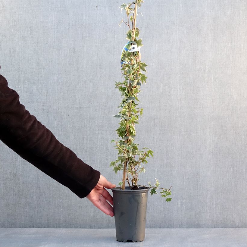 Example of Hedera helix White Ripple - English Ivy 1.5L/2L pot as you get in hiver