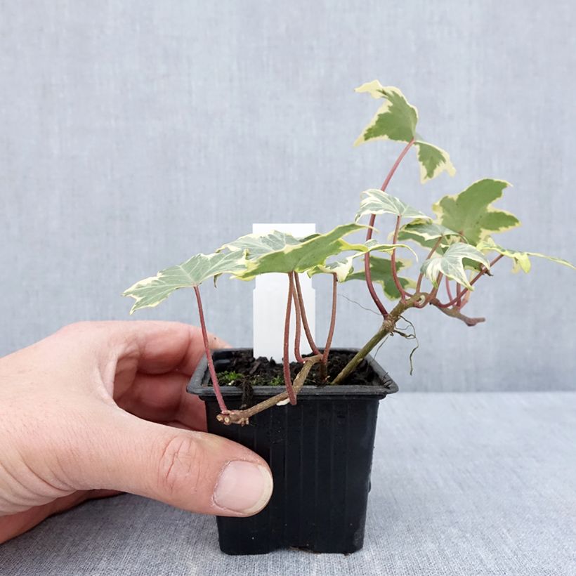 Hedera helix Yellow Ripple - English Ivy 8/9 cm pot sample as delivered in spring