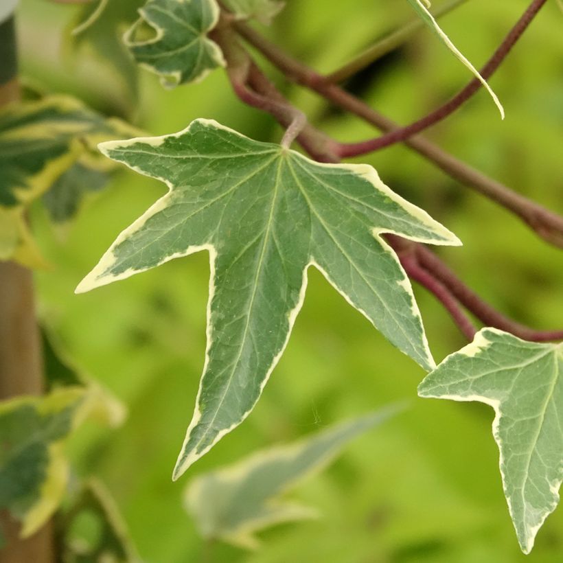 Hedera helix Yellow Ripple - English Ivy