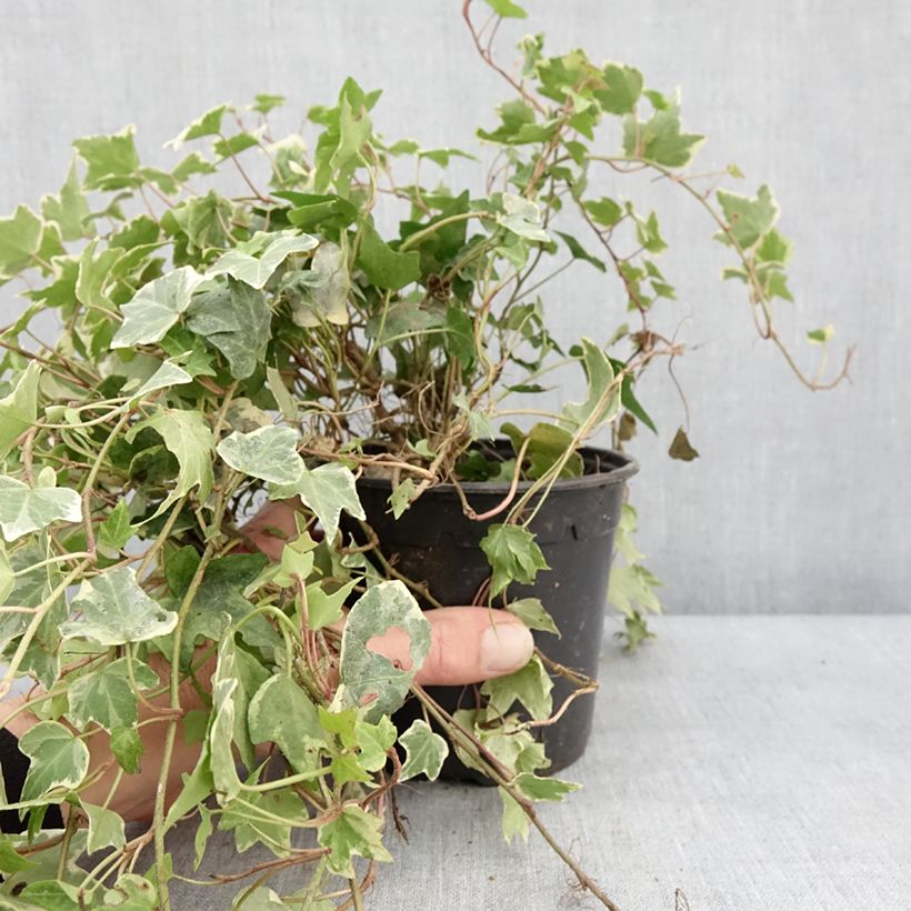 Hedera helix Yellow Ripple - English Ivy 1.5L/2L pot sample as delivered in winter