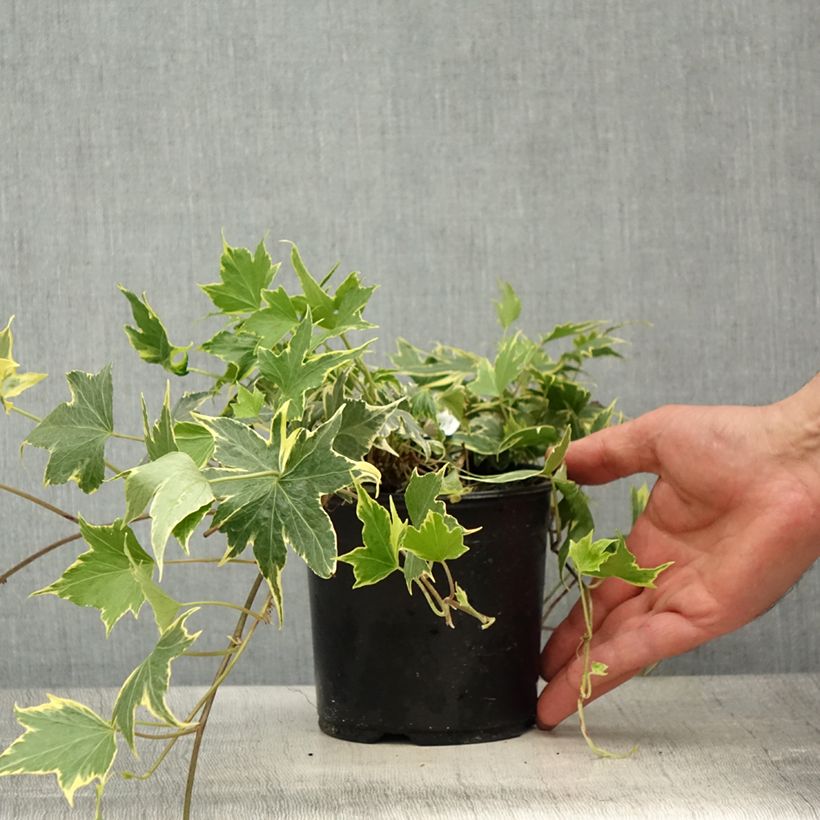 Hedera helix Yellow Ripple - English Ivy 1.5L/2L pot sample as delivered in spring