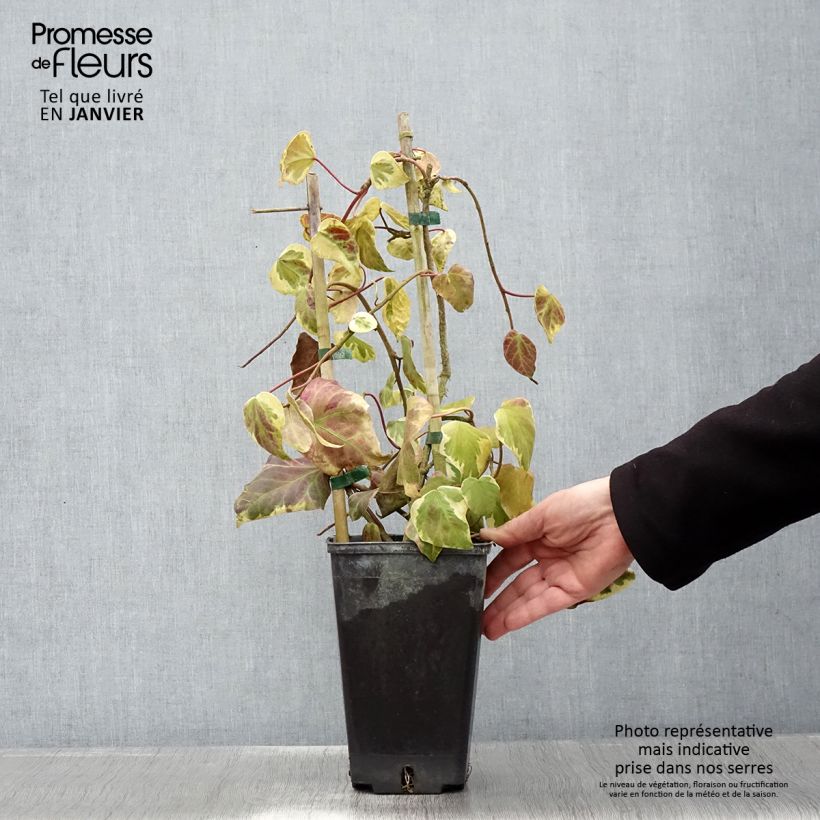 Hedera colchica Dentata Variegata - Persian Ivy 2L/3L pot sample as delivered in winter