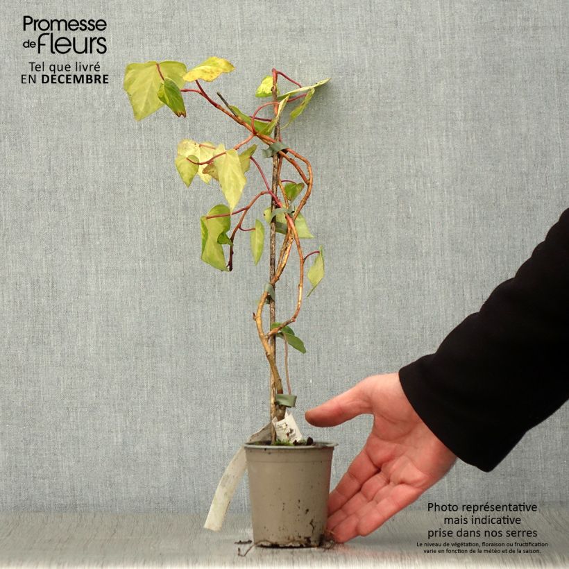 Hedera colchica 'Sulphur Heart' 8/9 cm pot sample as delivered in autumn