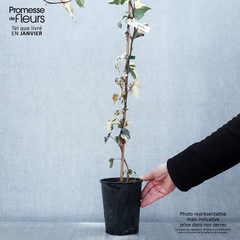 Hedera algeriensis Gloire de Marengo - Algerian Ivy 2L/3L pot sample as delivered in winter
