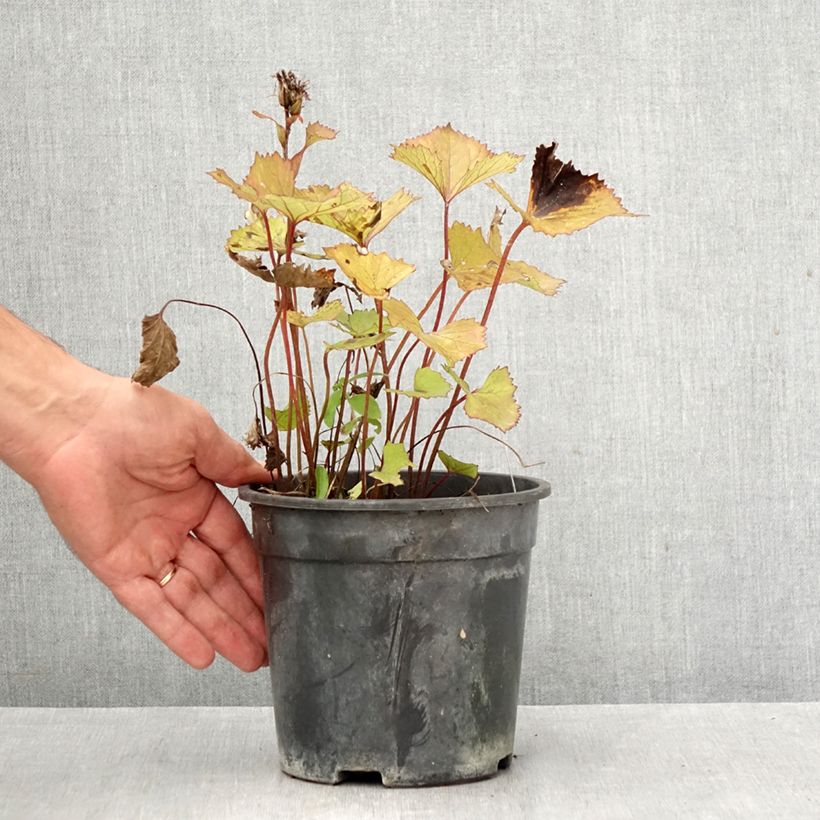 Ligularia hessei Lanternchern - Leopard Plant 2L/3L pot sample as delivered in autumn