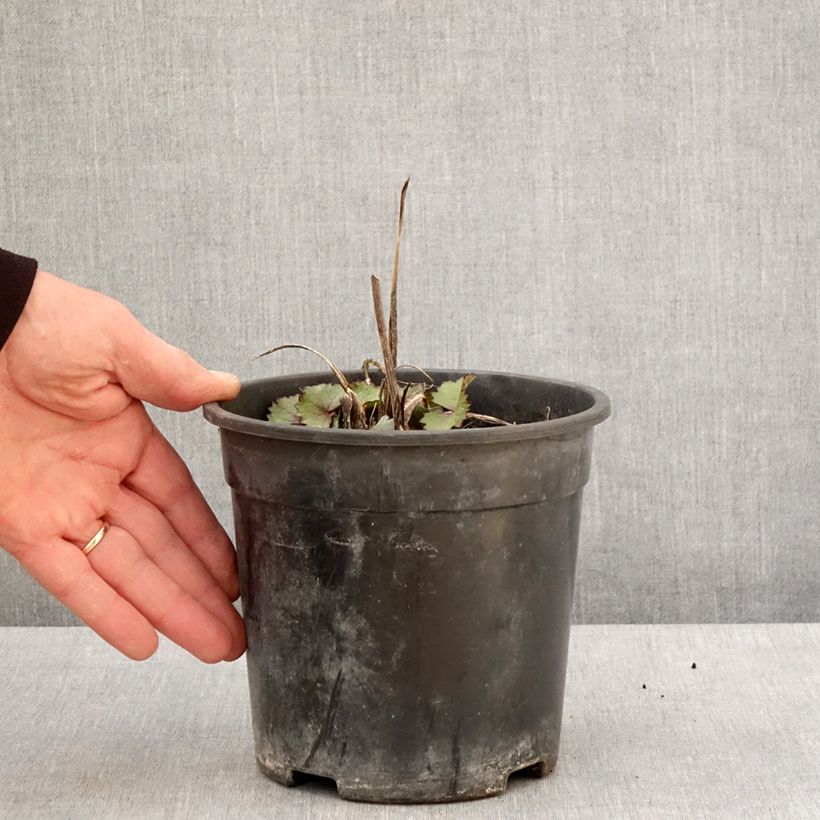 Ligularia hessei Lanternchern - Leopard Plant 2L/3L pot sample as delivered in spring