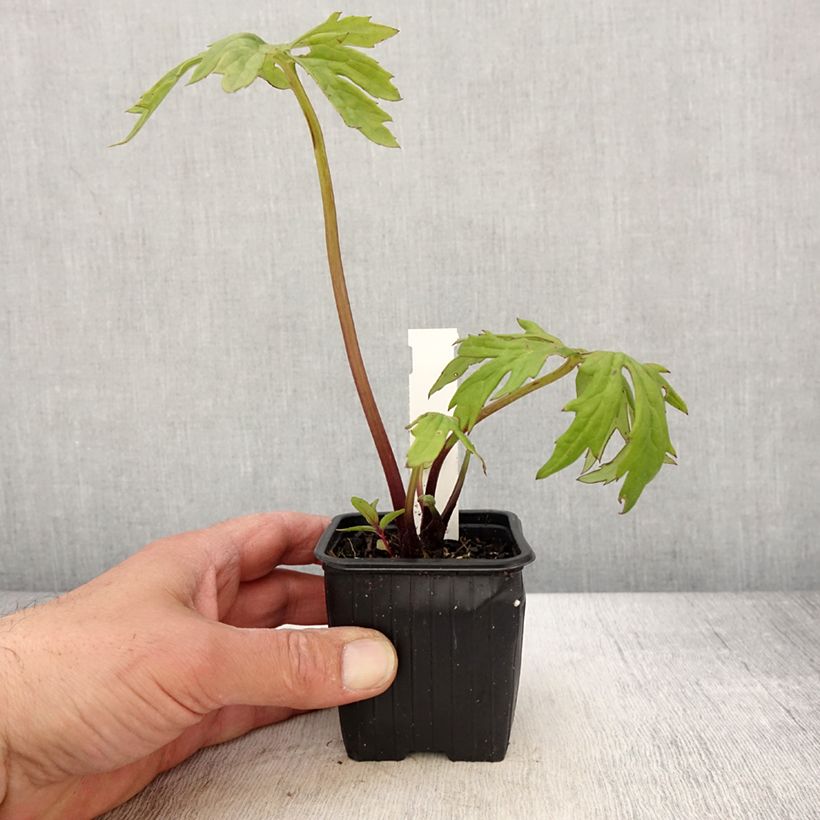 Ligularia japonica Rising Sun - Leopard Plant 8/9 cm pot sample as delivered in spring