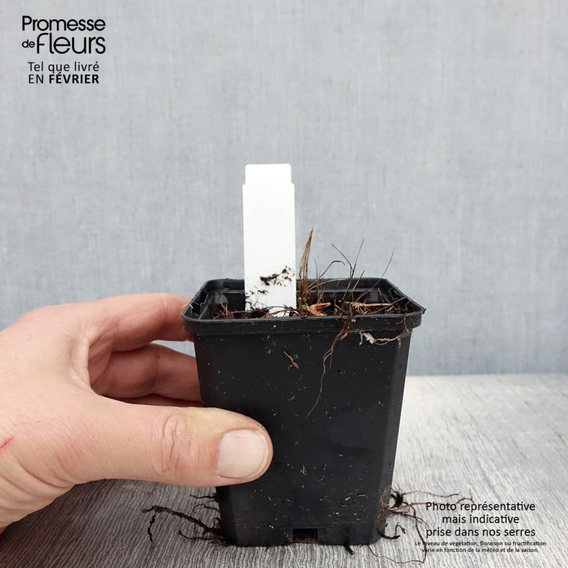 Ligularia stenocephala Little Rocket - Leopard Plant 8/9 cm pot sample as delivered in winter