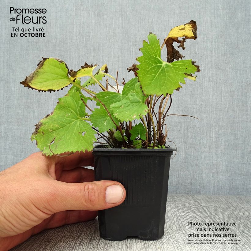 Ligularia stenocephala The Rocket - Leopard Plant 8/9 cm pot sample as delivered in autumn