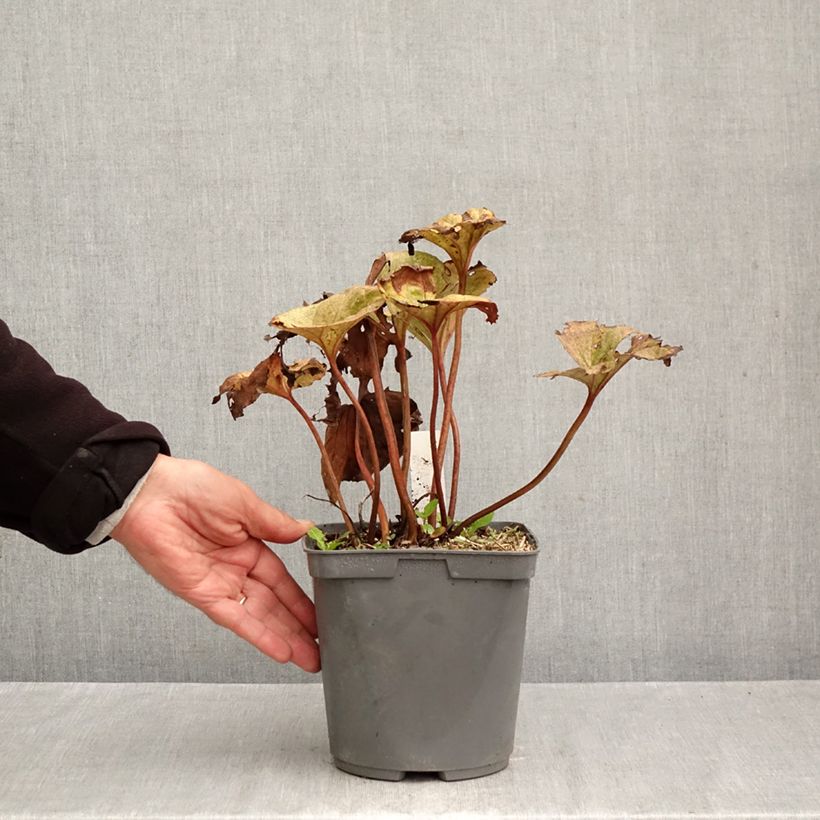 Ligularia dentata Garden Confetti - Leopard Plant 2L/3L pot sample as delivered in autumn