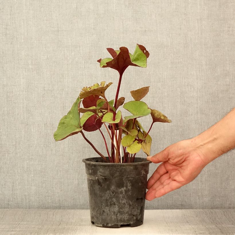 Ligularia dentata Garden Confetti - Leopard Plant 2L/3L pot sample as delivered in summer