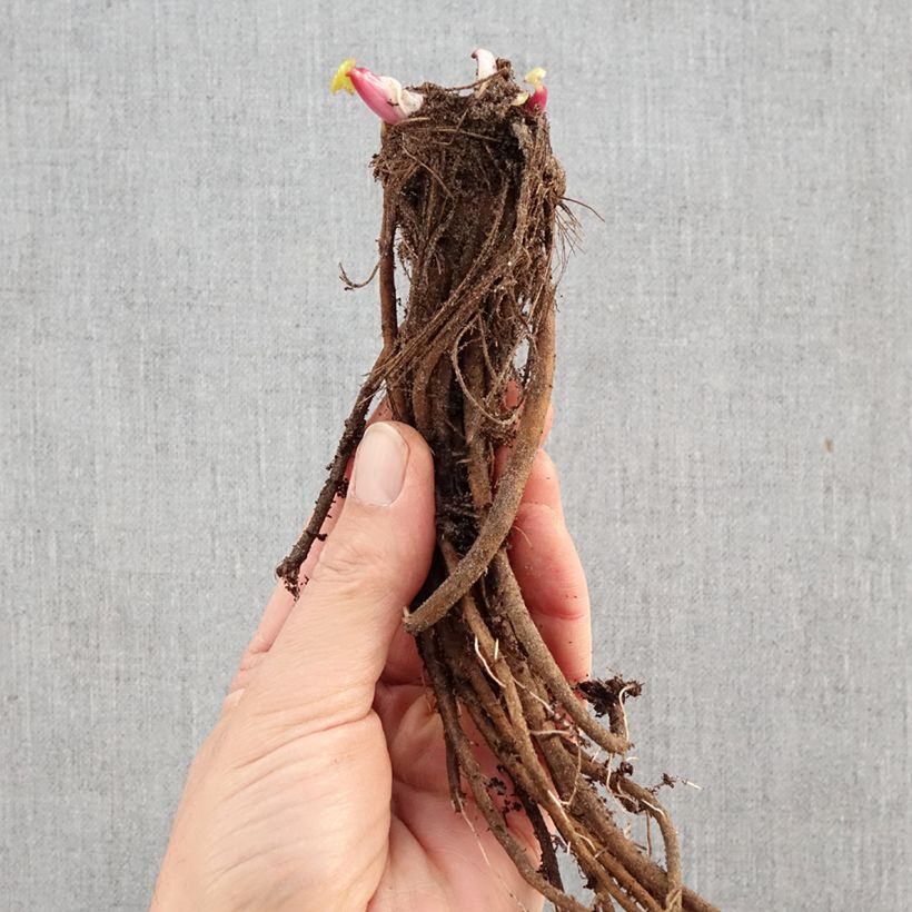 Ligularia dentata - Leopard Plant Bare root sample as delivered in winter